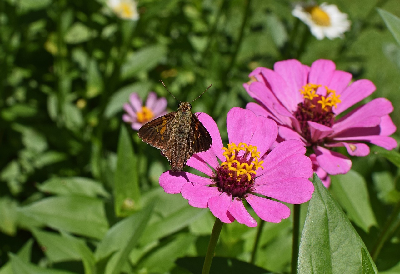 silver-spotted skipper on zinnia butterfly insect free photo