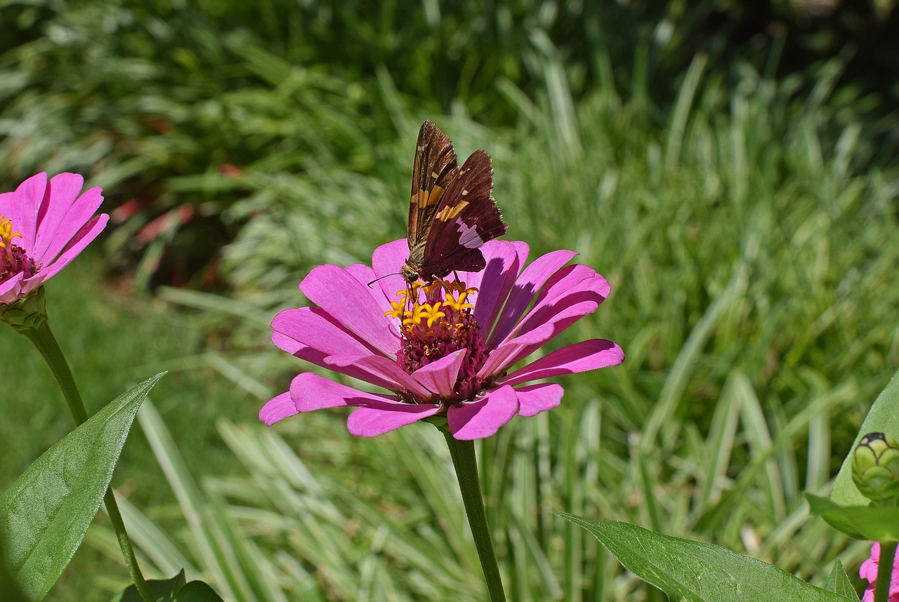 silver-spotted skipper on zinnia butterfly insect free photo