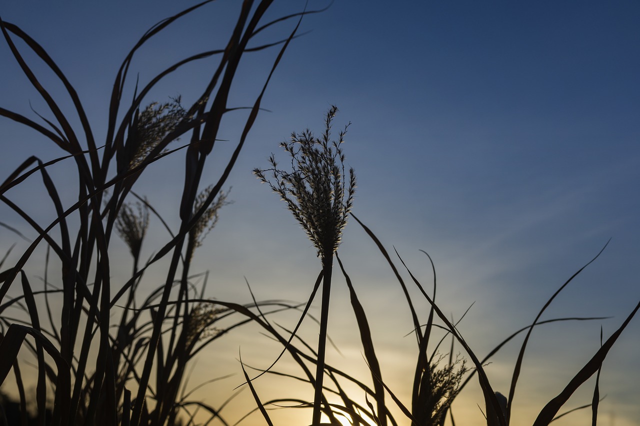 silver spring  ziergrass  reed free photo