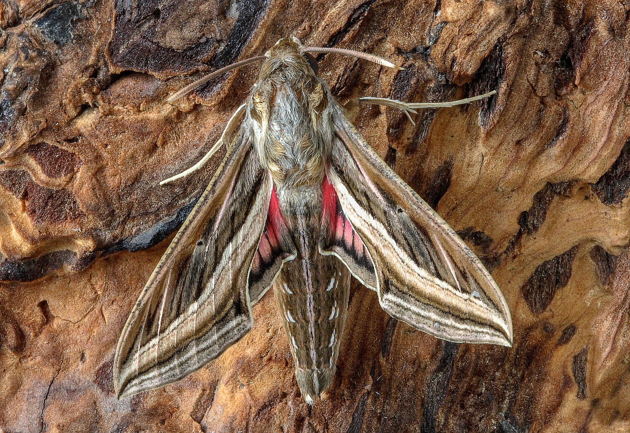silver striped  hawkmoth  moth free photo