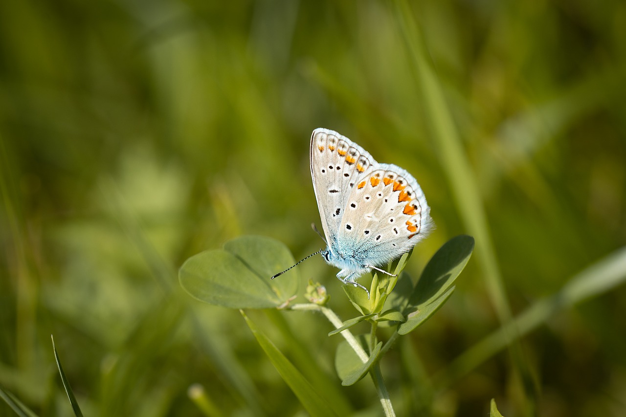 silver-studded blue  common blue  butterfly free photo