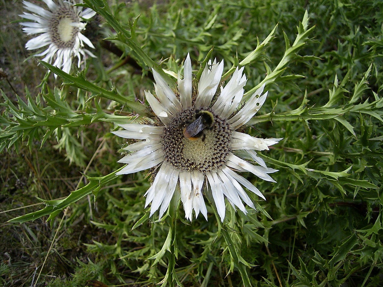 silver thistle hummel meadow free photo