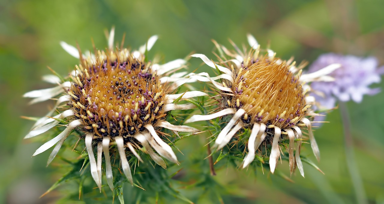 plant nature live free photo