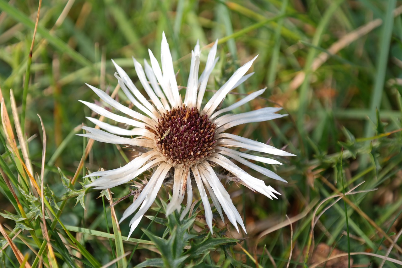 silver thistle thistle blossom free photo