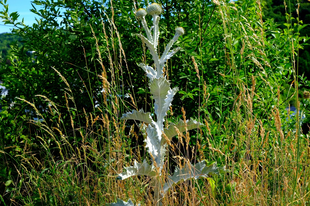 silver thistle plant thistle free photo