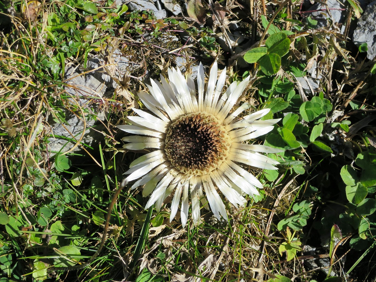 silver thistle mountain flower flora free photo