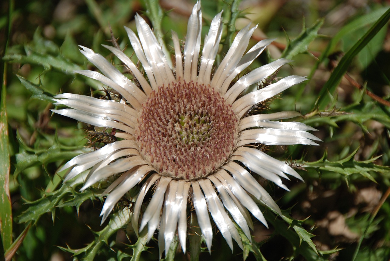 silver thistle thistle flower free photo