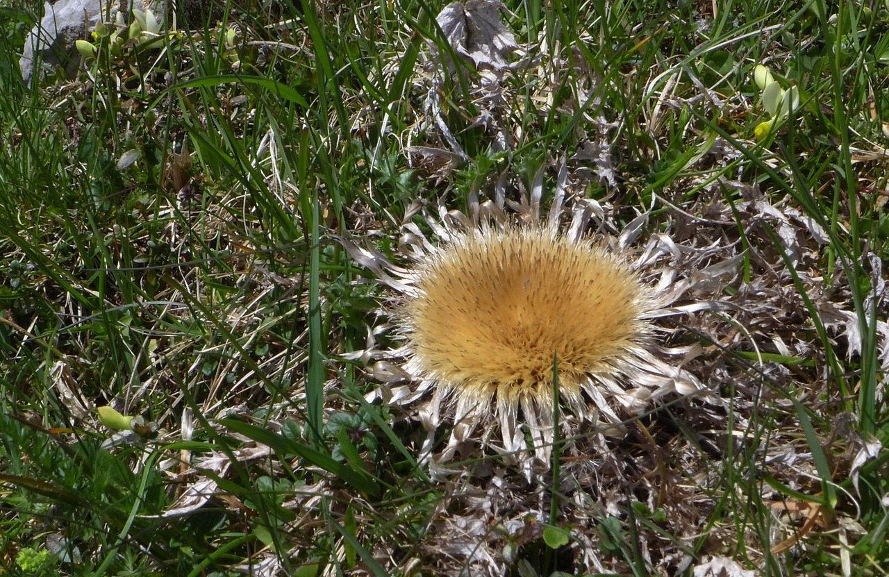 silver thistle mountains close free photo