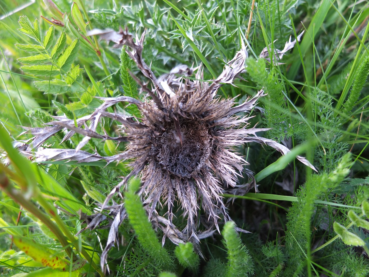 silver thistle meadow flower free photo