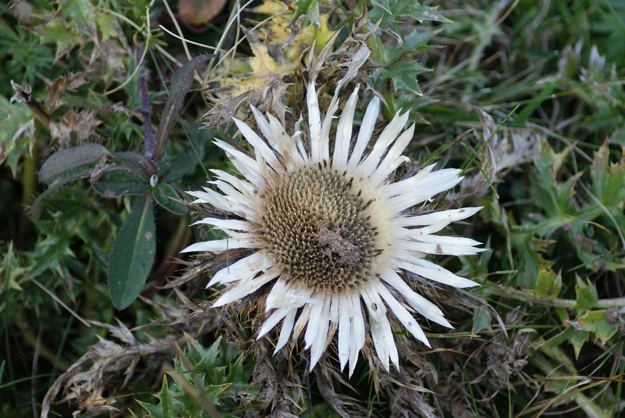 silver thistle thistle flower free photo