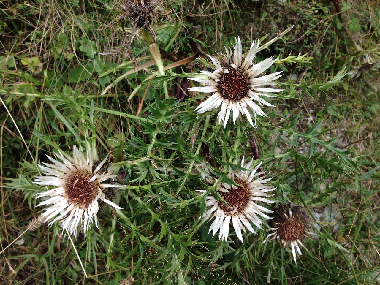 silver thistle thistle flower free photo