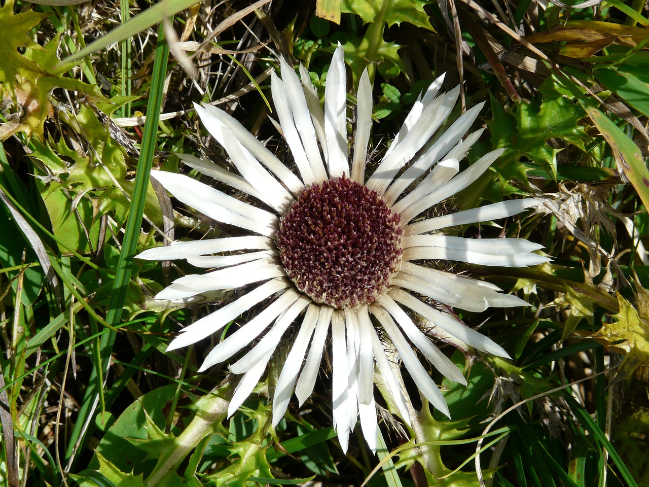 silver thistle thistle blossom free photo