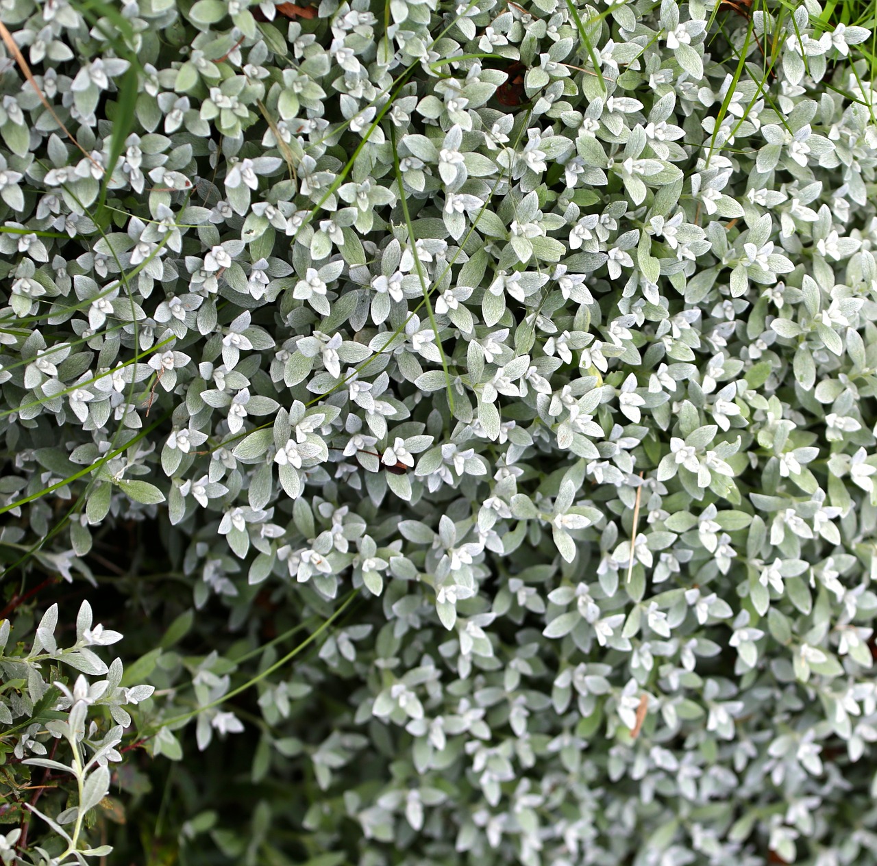 silverarv perennial plant free photo