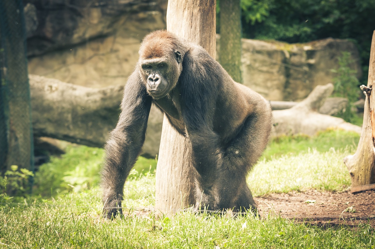 silverback gorilla ape free photo