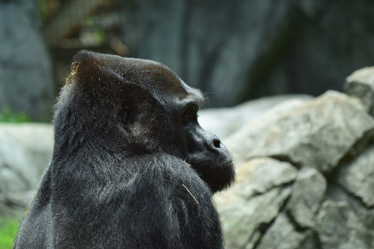 silverback  gorilla  zoo free photo