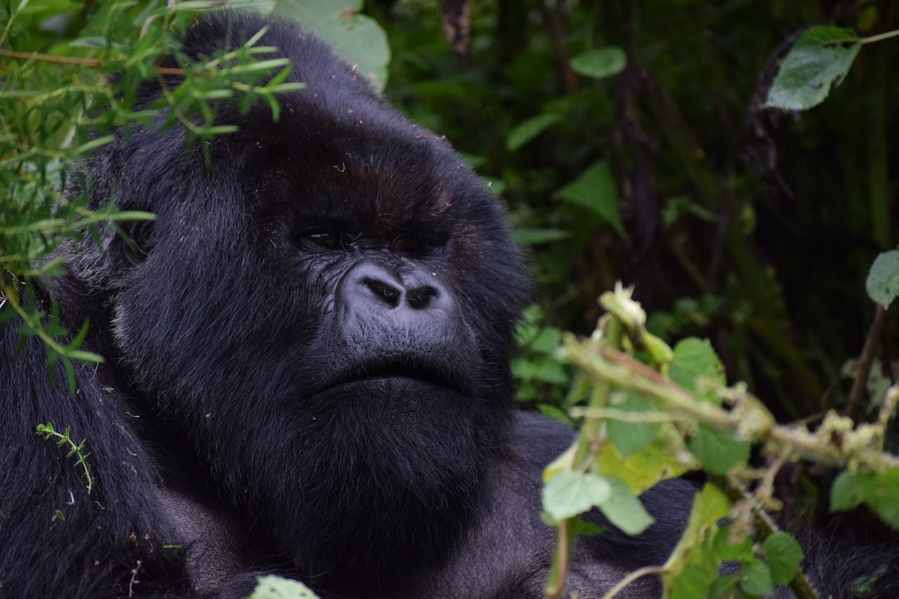 silverback  rwanda  mountain gorilla free photo