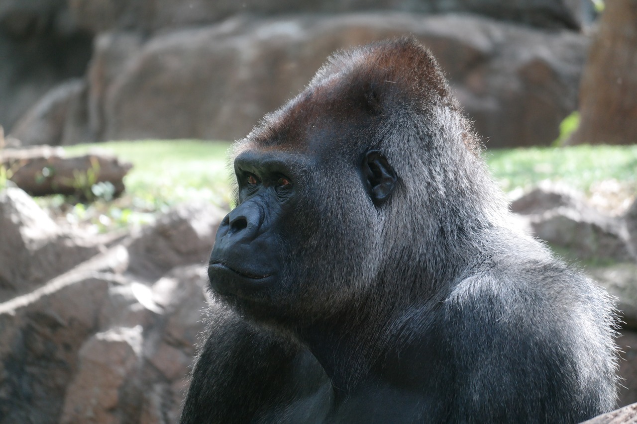 silverback  gorilla  mammal free photo