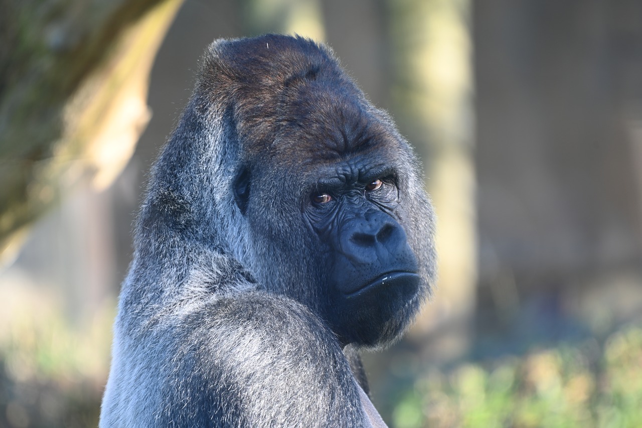 silverback  gorilla  mammals free photo