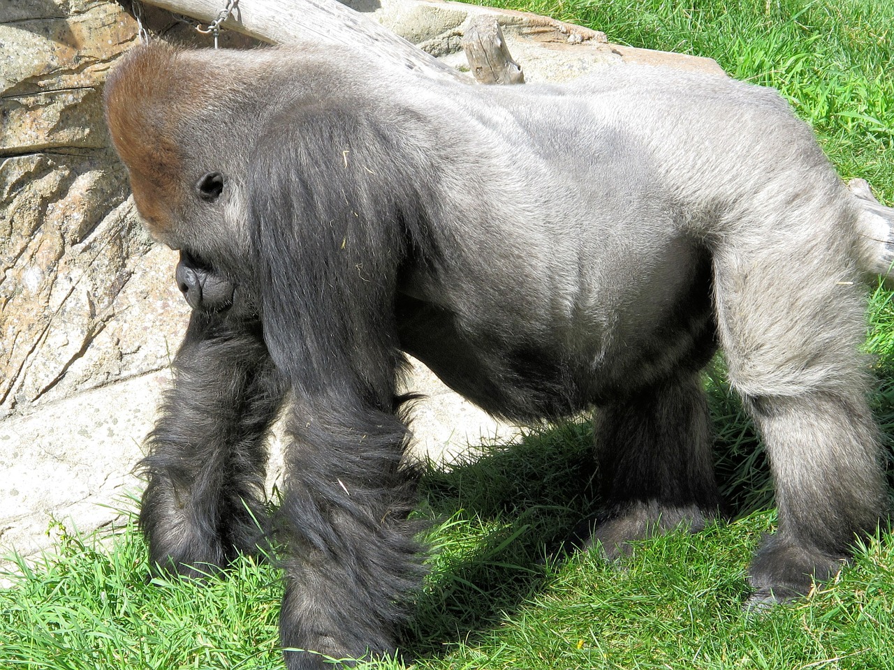 silverback gorilla strength free photo