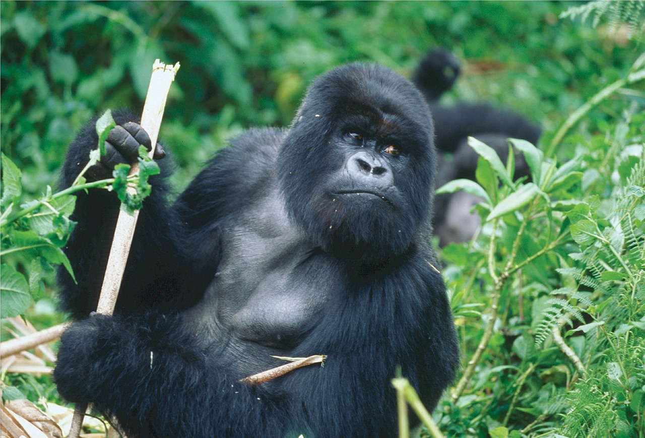 silverback gorilla rwanda free photo