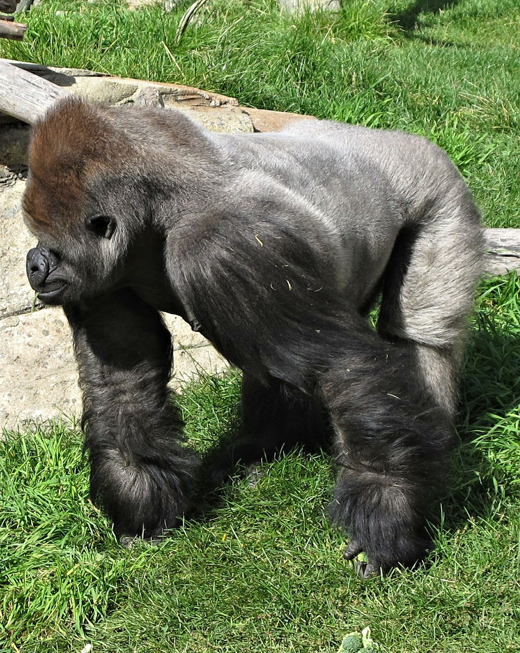 silverback gorilla calgary free photo