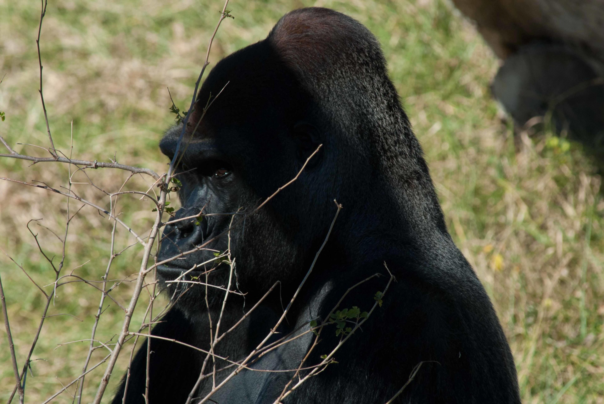 animal gorilla silverback free photo