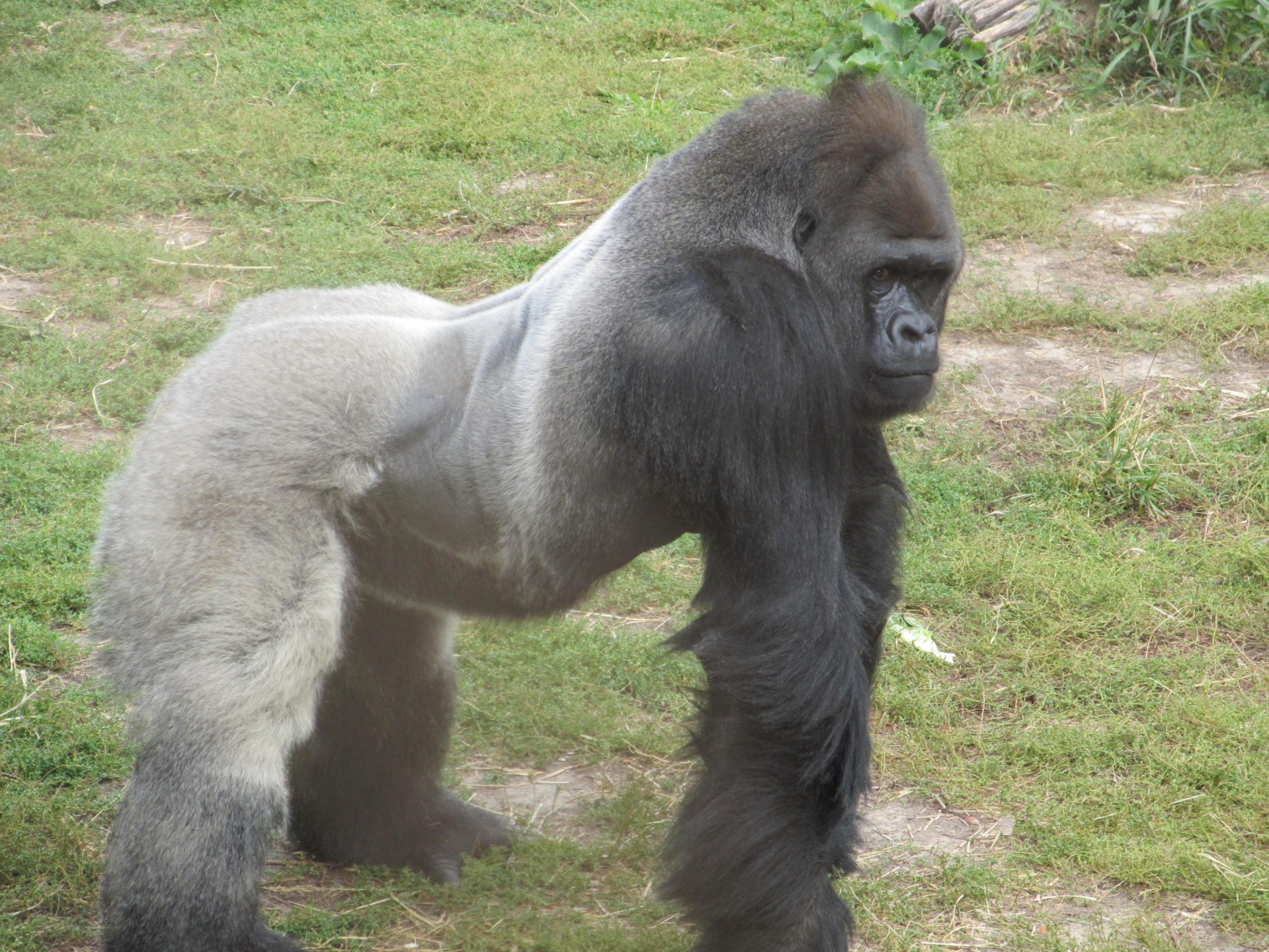 silverback gorilla ape free photo