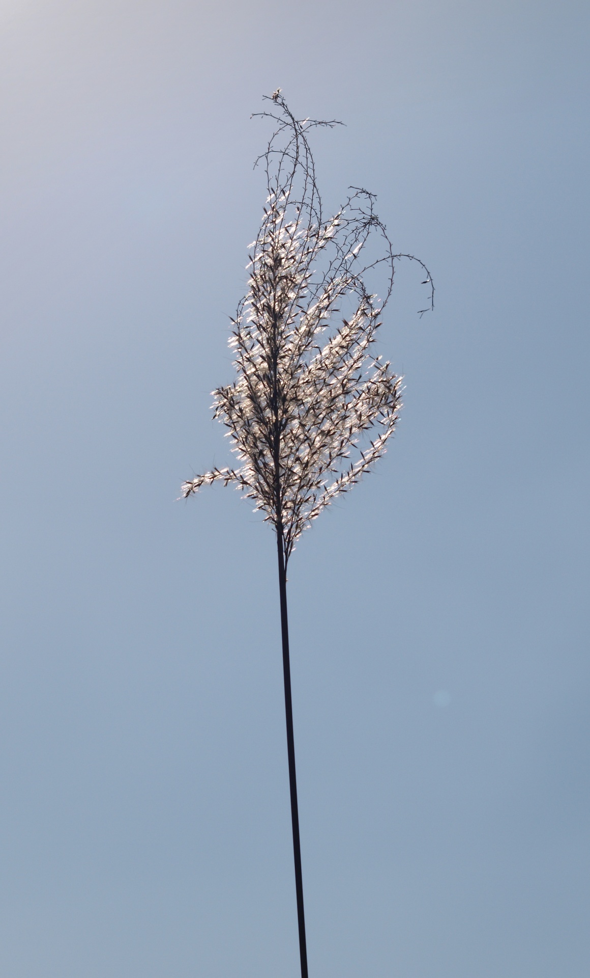 silvergrass taiwan silvergrass faded beauty free photo