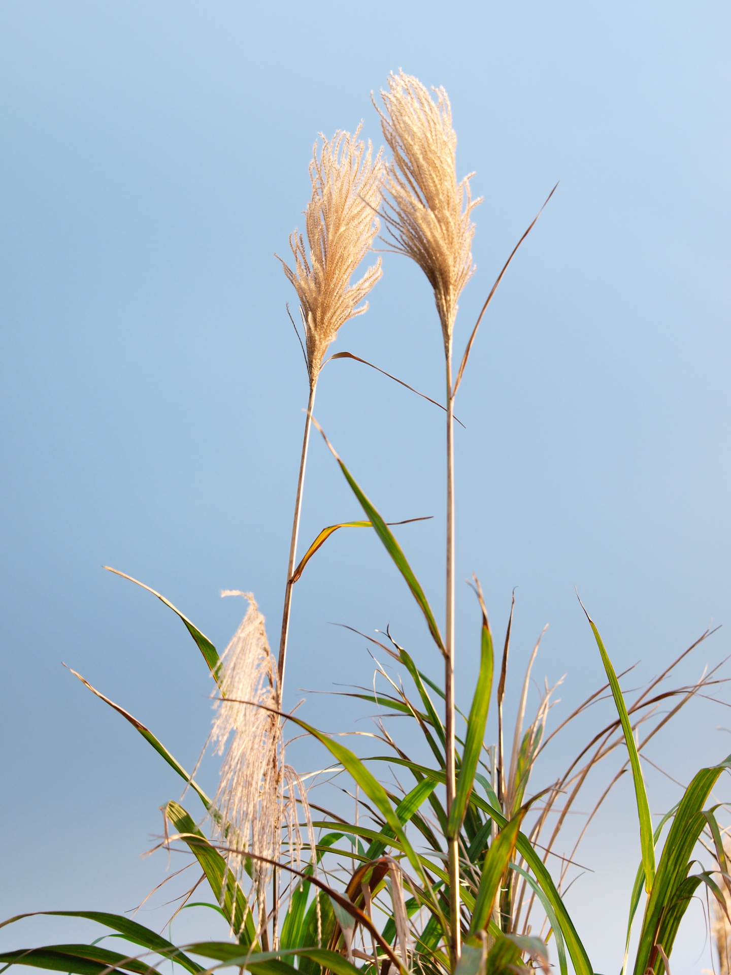 silvergrass new taipei taiwan free photo