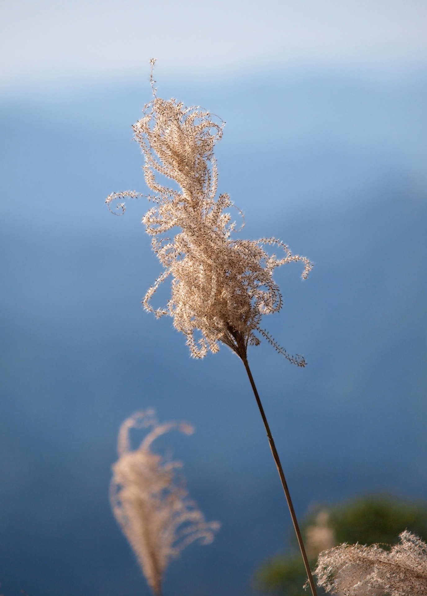 silvergrass new taipei taiwan free photo