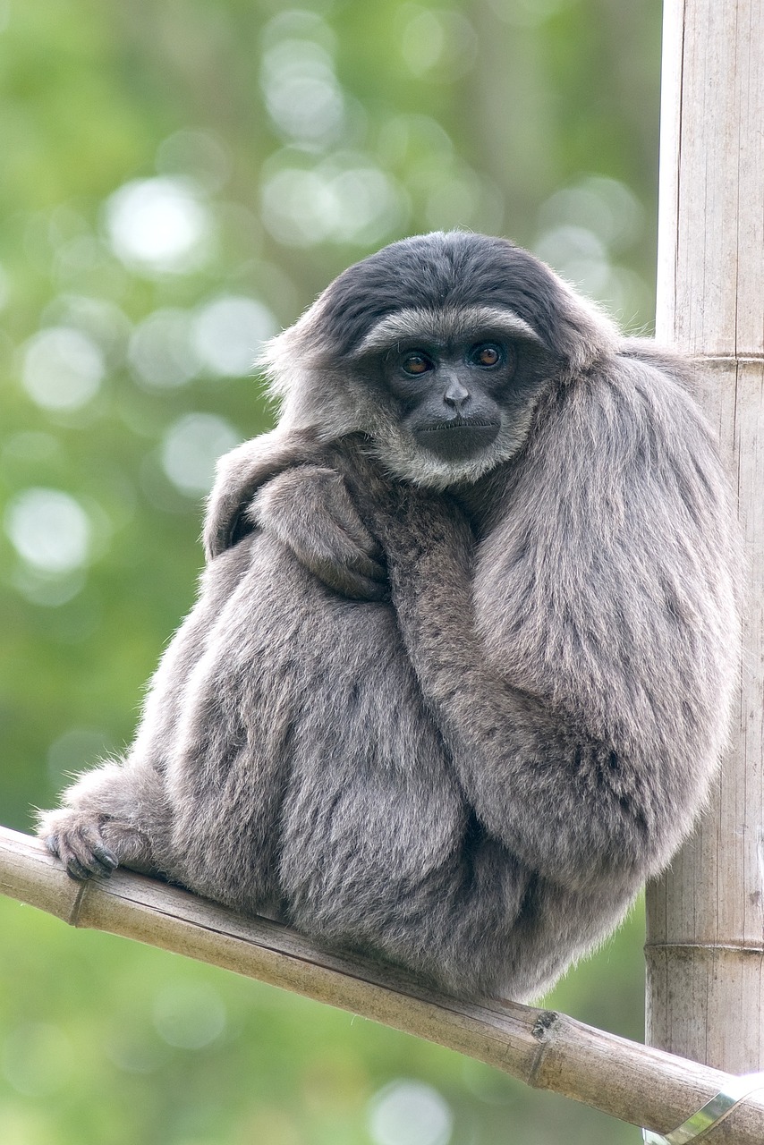 silvery monkey gibbon free photo