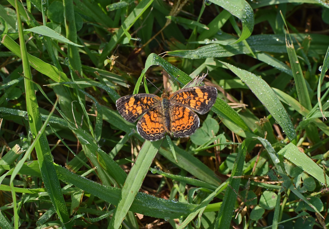 silvery checkerspot butterfly butterfly insect free photo