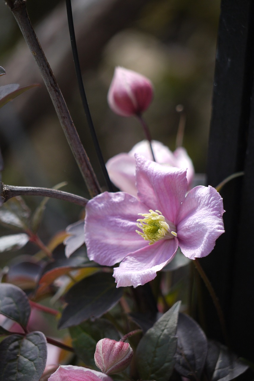 simple pink flower free photo