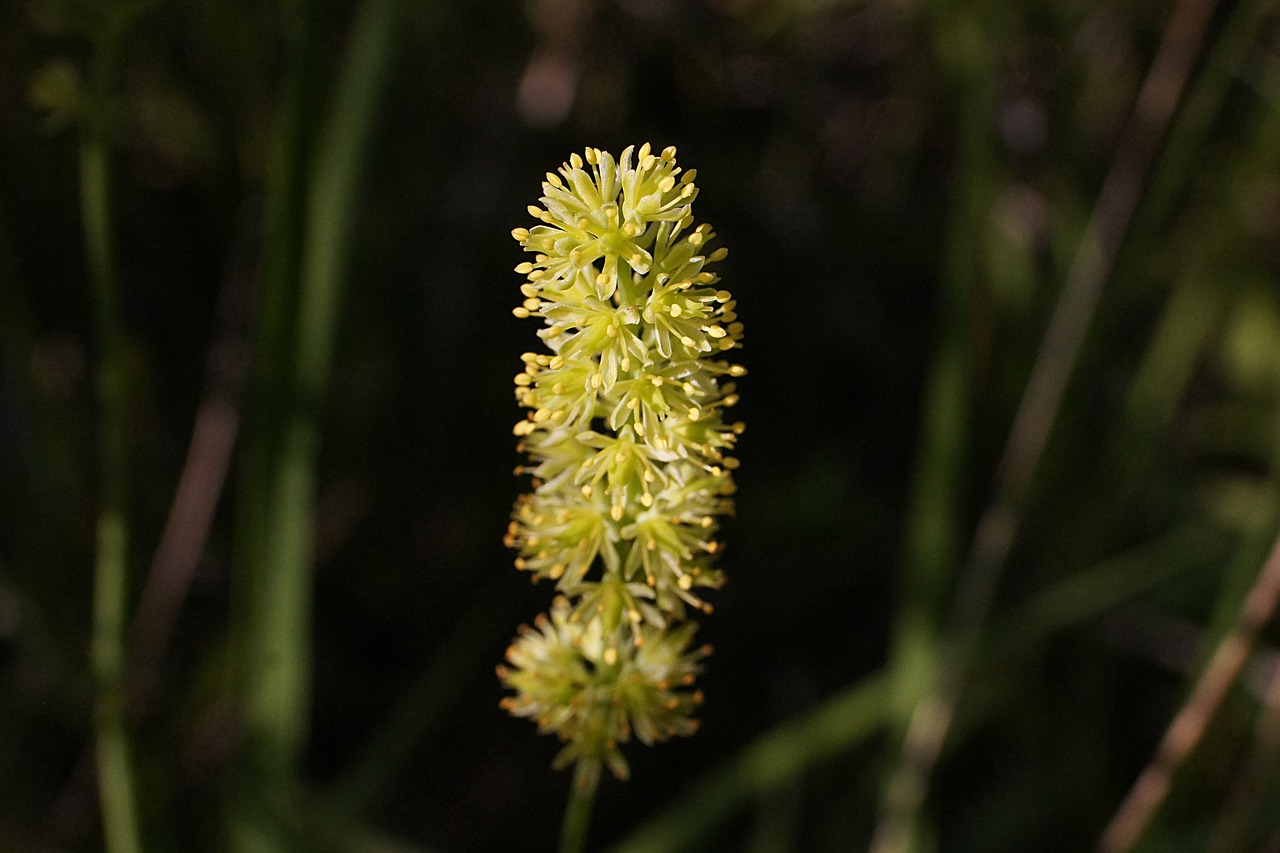 sims lily tofieldia calyculata ordinary eaves lily free photo