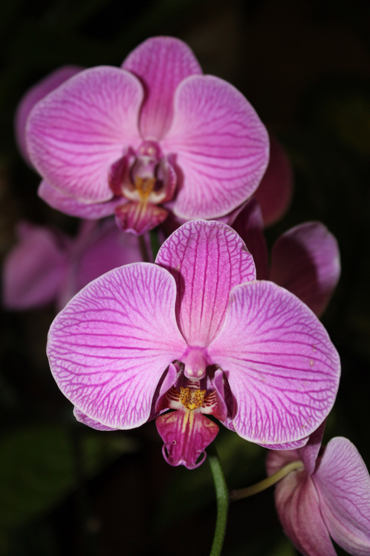 white big orchid flower singapore airport departing hall free photo