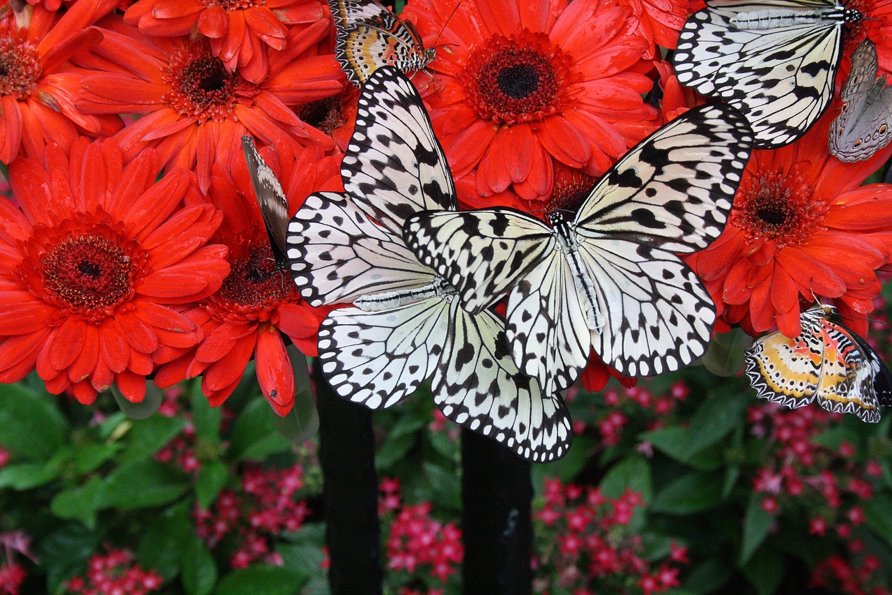 singapore airport botanical garden free photo