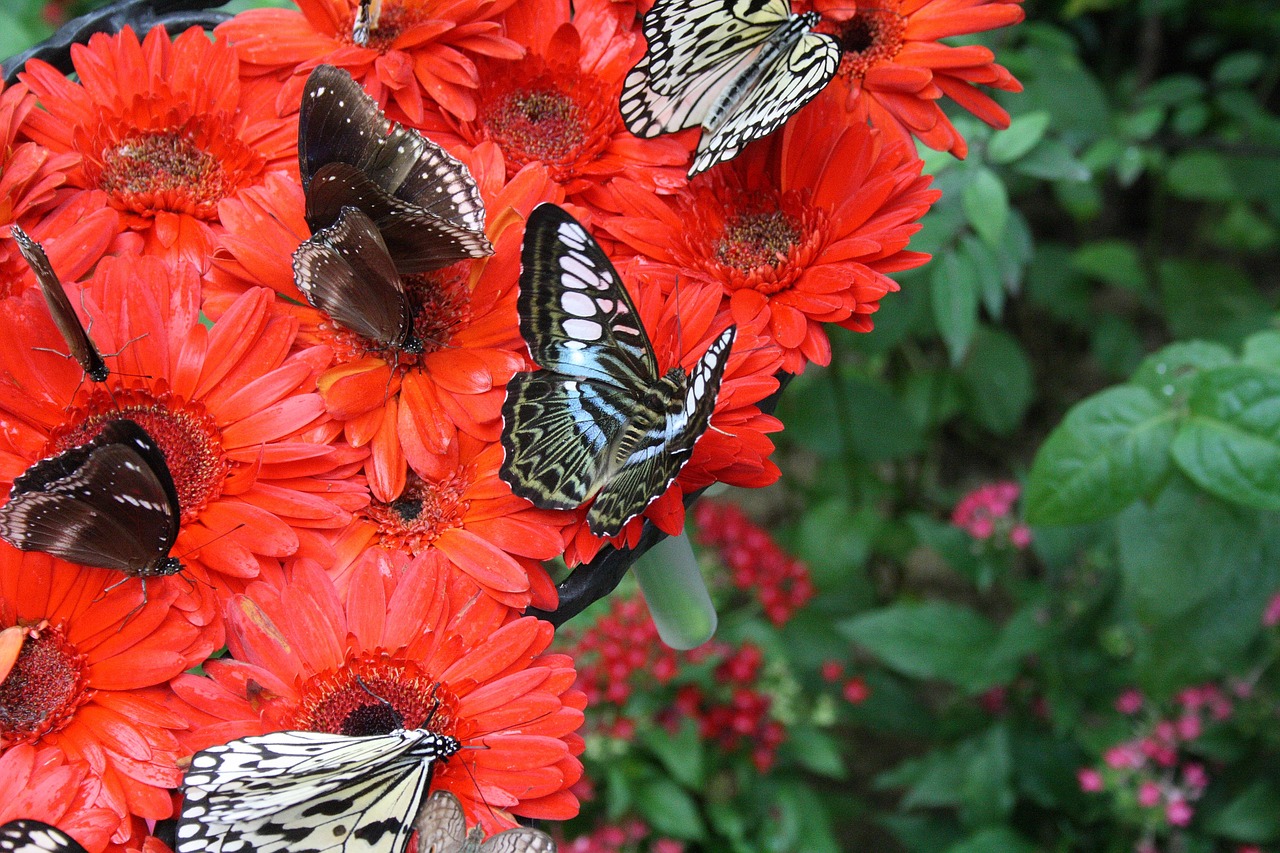 singapore airport botanical garden free photo