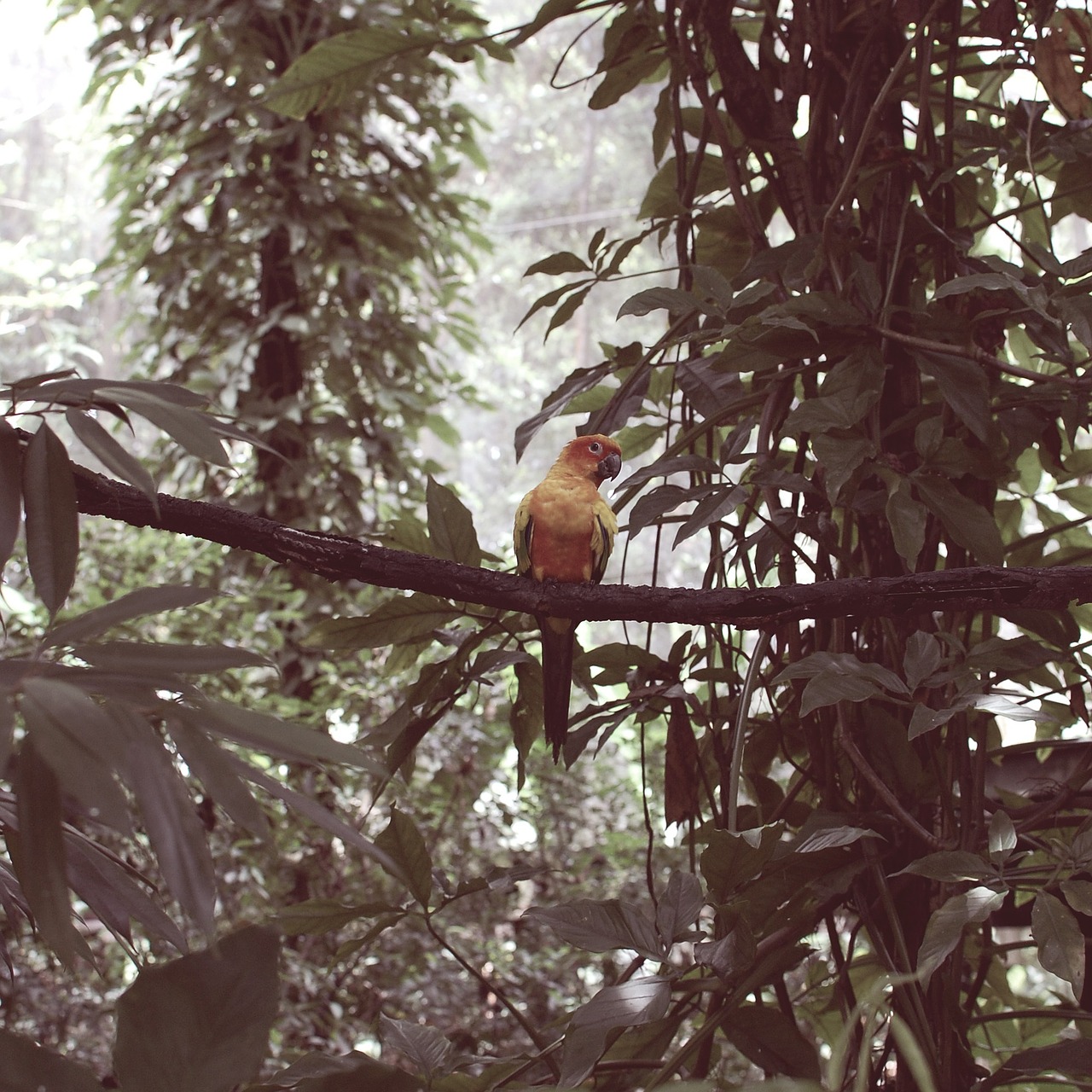 singapore bird parrot free photo