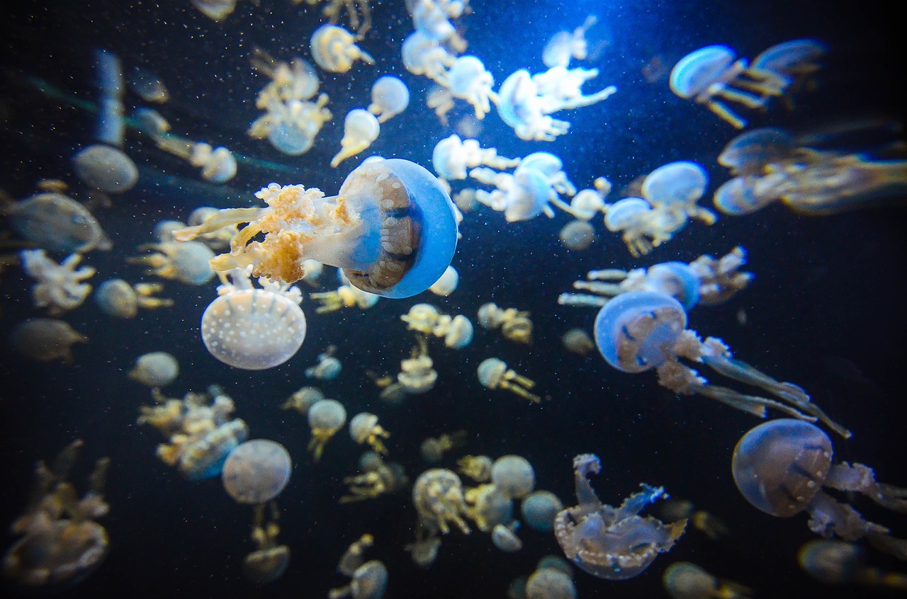 singapore aquarium jellyfish free photo