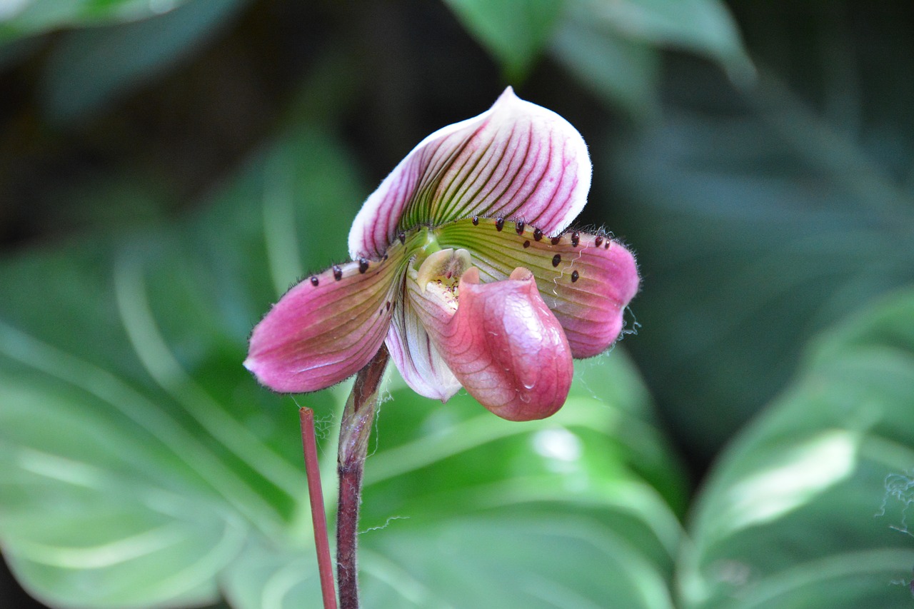 singapore orchids botanical park free photo