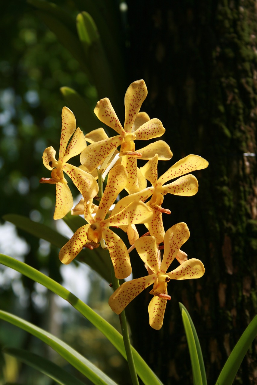 singapore  orchids  flowers free photo