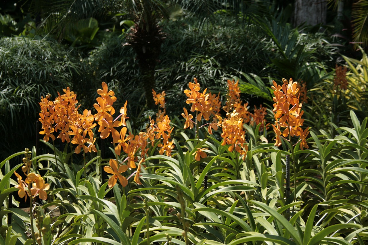 singapore  orchids  flowers free photo