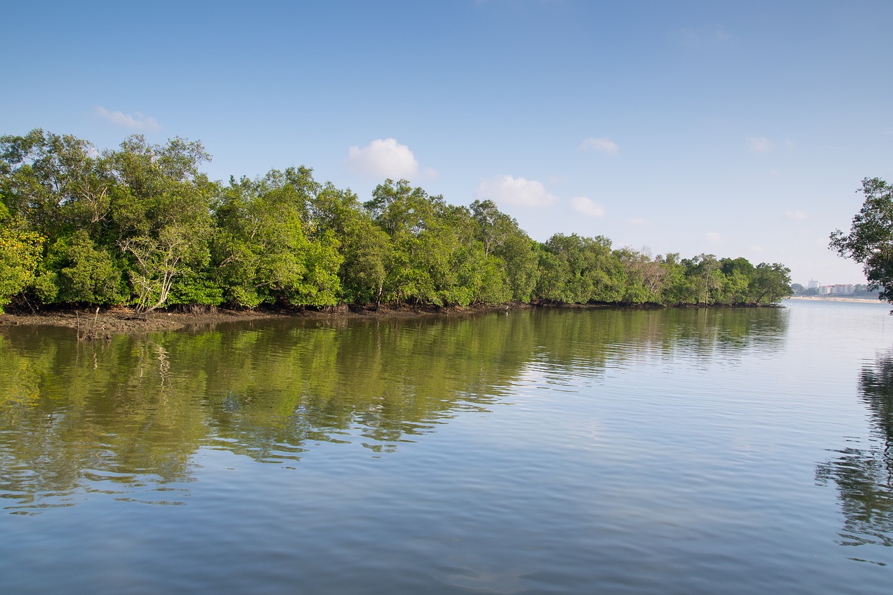 singapore  sungei buloh  mangrove free photo