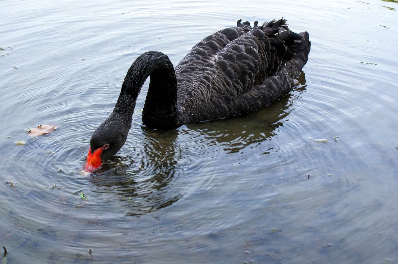 singapore botanic garden black swan nature free photo