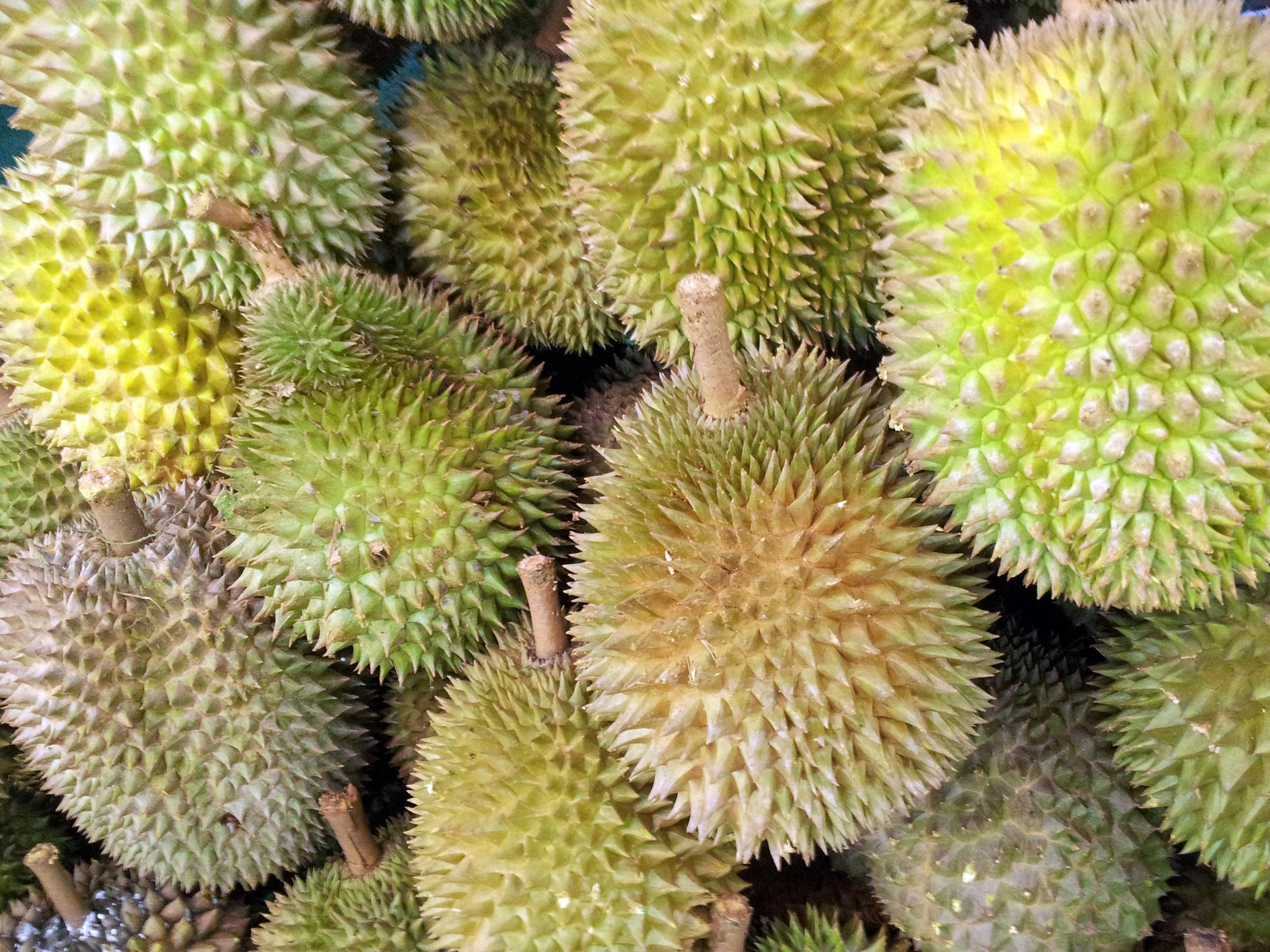 singapore durian fruit free photo