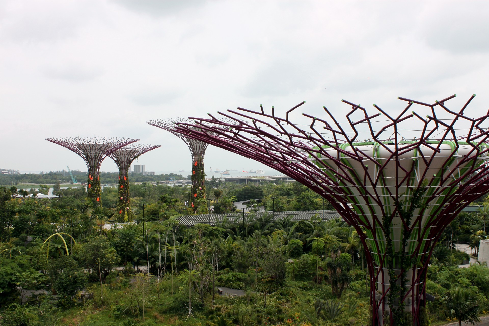 singapore giant tree free photo