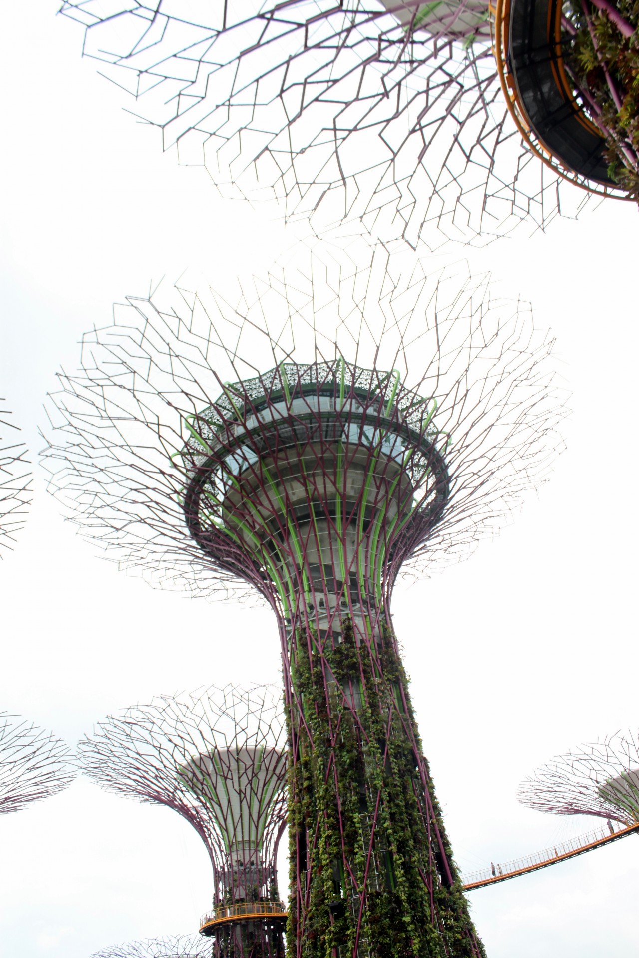 singapore giant tree free photo