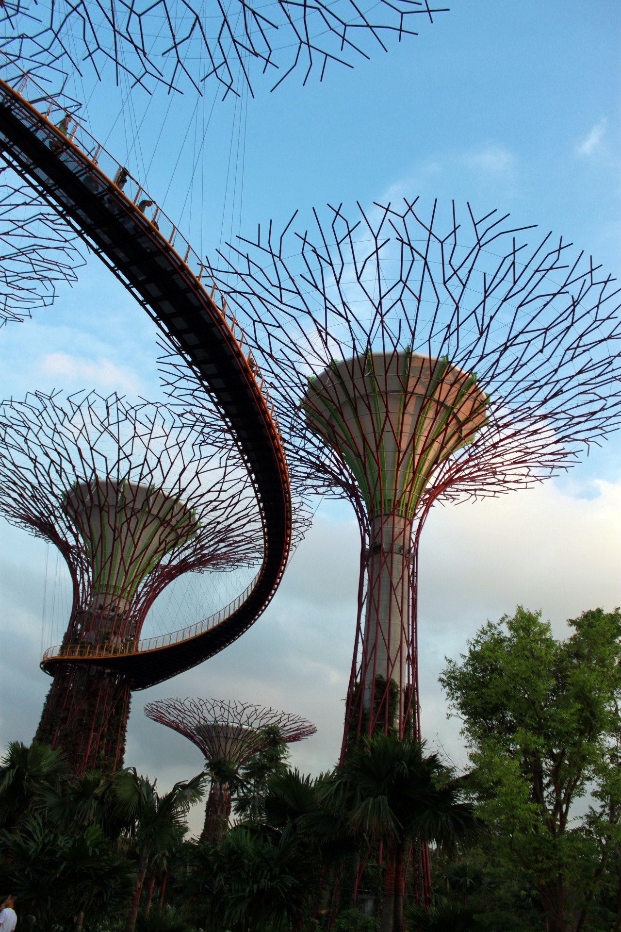 singapore sky tree free photo