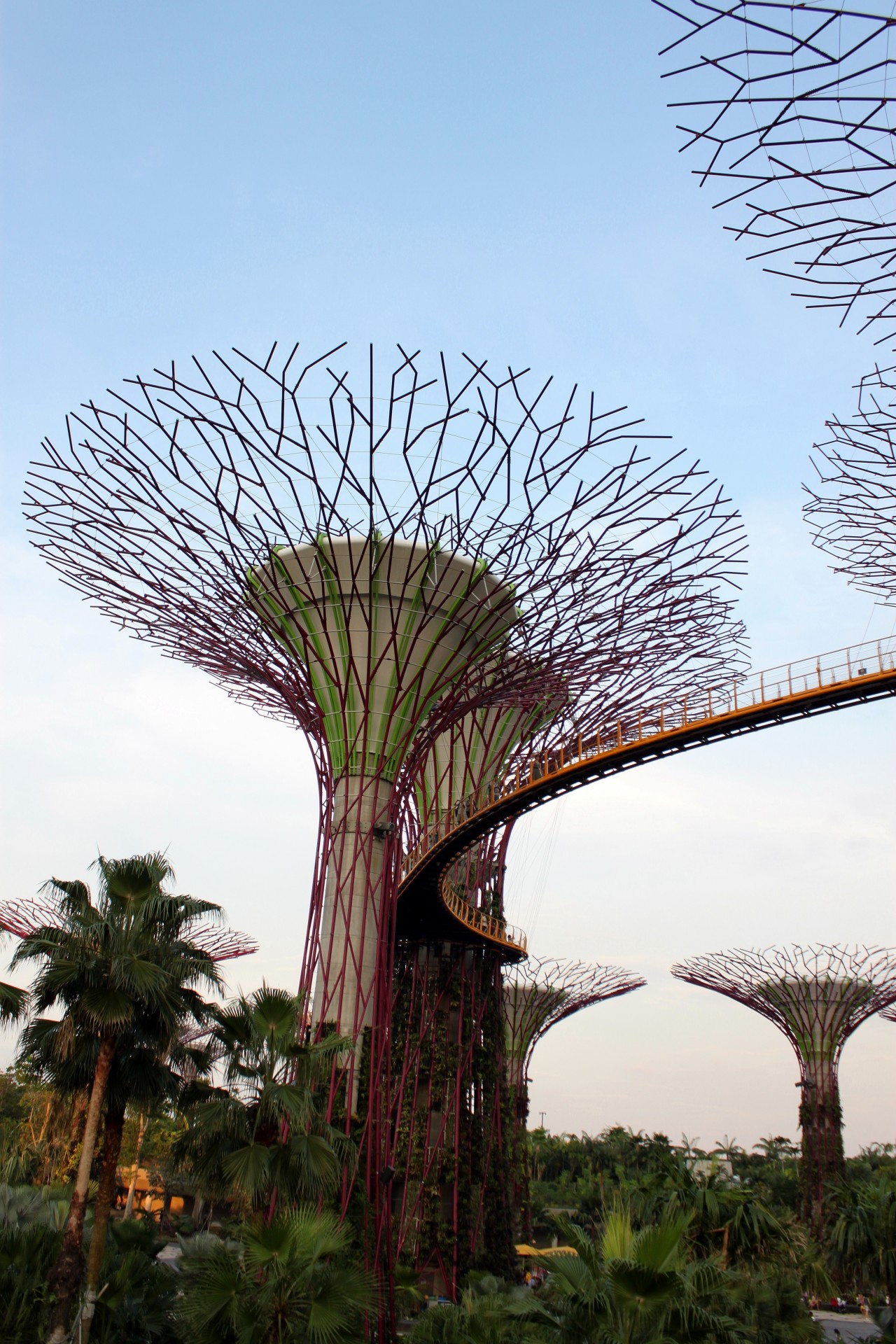 singapore sky tree free photo