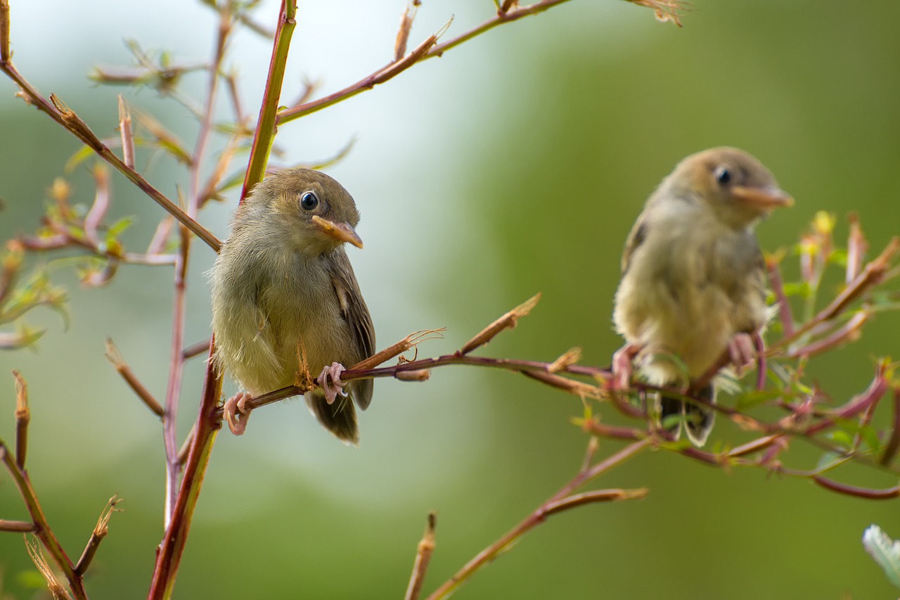 singing  birds  sing free photo